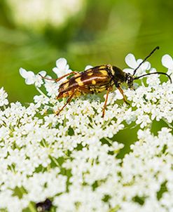 Banded Longhorn Beetle