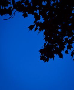 Blue Maple Silhouette