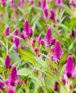 Celosia