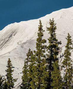 Bluebird Day