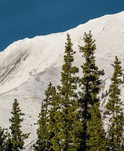 Bluebird Day