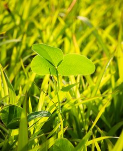 Clover In Sun