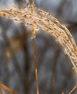 Delicate Dew