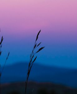 Dusk In A Field