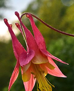 Columbine