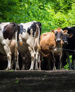 Dairy Cows