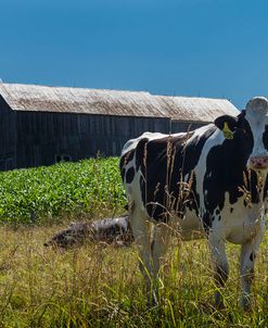 Dairy Farm