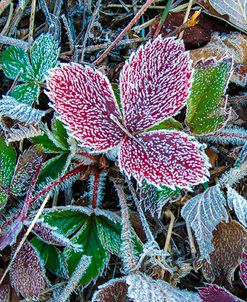 First Frost