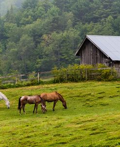 Horse Farm