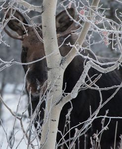 Hiding Moose