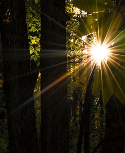 Leaf Peeping Sun