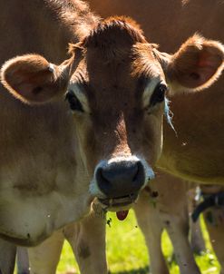 Jersey Cow