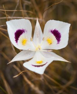 Mariposa Lily