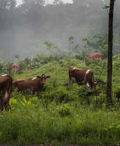 Misty Moo Morning