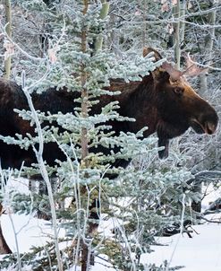 Moose Profile