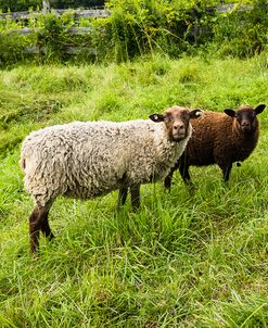 Peeping Sheep