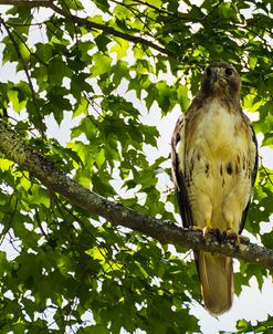 Red Tailed Hawk