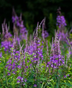 Purple Pollen