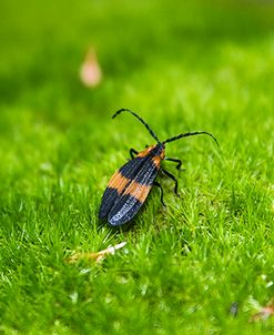 Reticulated Netwinged Beetle