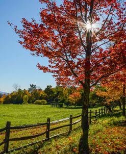 Sunburst In Fall