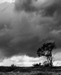 Tree Sillouette