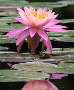 Water Lily