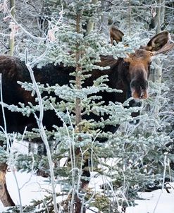 Young Bull Moose