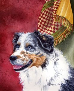 Australian Shepherd