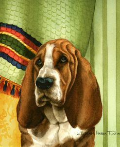 Basset Hound