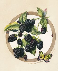 Blackberries