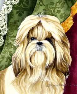 Shih Tzu