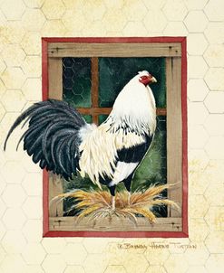 White Rooster