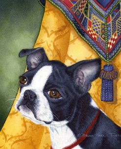 Boston Terrier