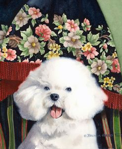 Bichon Frise