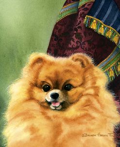 Pomeranian