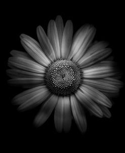 Backyard Flowers In Black And White 31