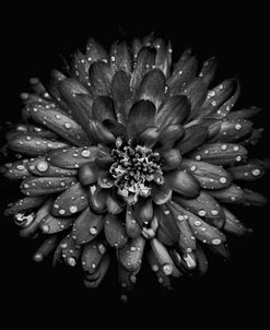 Backyard Flowers In Black And White 45