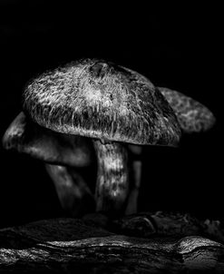 Toadstools On A Trail No 1