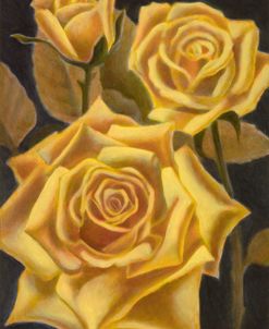 Yellow Roses