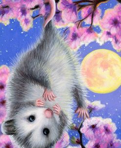 Blossom Possum