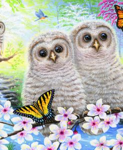 Spring Owlets