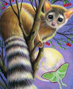 Ring Tailed Moon