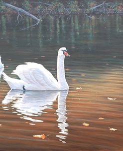 Back Lit Swans