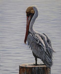 Resting Pelican