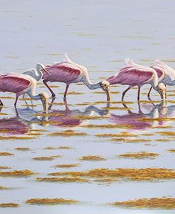 Spoonbills Feeding