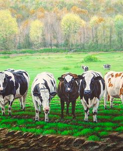Curious Cows