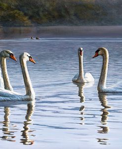 Hanover Swans Five