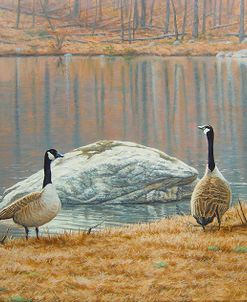 South Carolina Geese