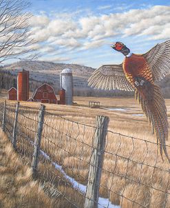 Pheasant