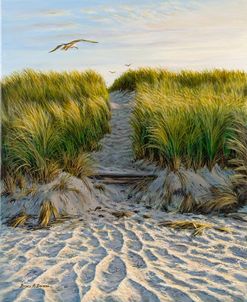 Dune Path Gull
